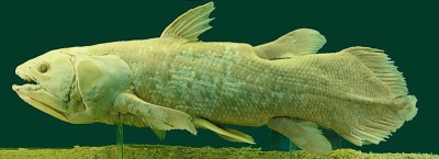 coelacanth, a fish once thought to be extinct
