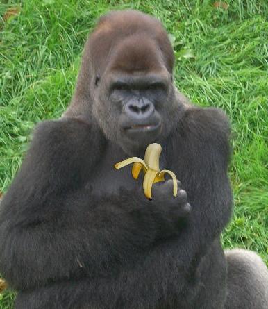 Gorilla holding a banana