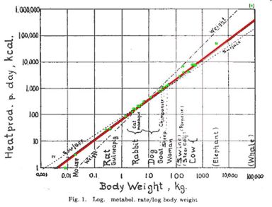 Kleiber M. (1947). Body size and metabolic rate. Physiological Reviews 27: 511-541.