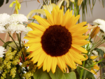color photo of sunflower