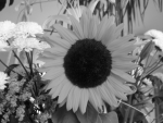 sunflower converted to grayscale using average algorithm