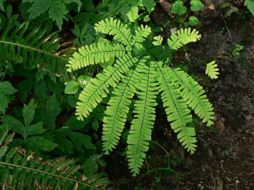 Adiantum maidenhead fern