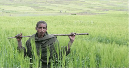 Ethiopian farmer Ato Admasu