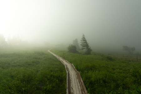 foggy path