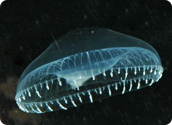 A glowing jellyfish. Credit: https://en.wikipedia.org /wiki/File:Aequorea4.jpg