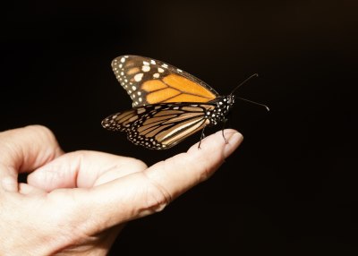 monarch.jpeg