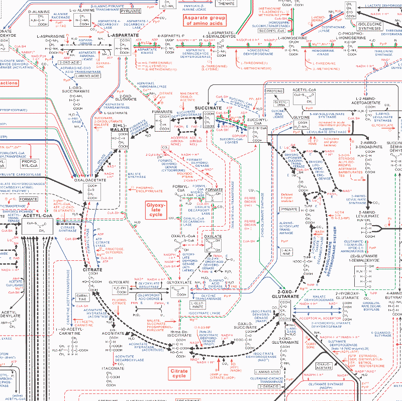 middle of b8ochemical pathways poster