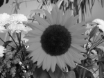 sunflower converted to grayscale using lightness algorithm