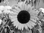 sunflower converted to grayscale using luminosity algorithm