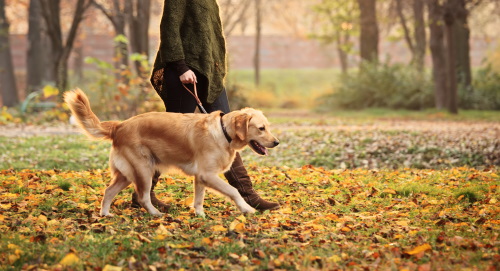 walking a dog